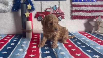Lemonade ACHC Registered, a female Cavapoo for sale in St. Louis, MO – 10 of 10
