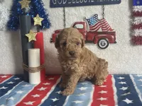 Lemonade ACHC Registered, a female Cavapoo for sale in St. Louis, MO – 9 of 10
