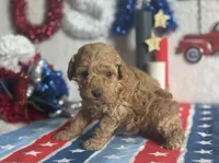 Lemonade ACHC Registered, a female Cavapoo for sale in St. Louis, MO – 5 of 10