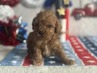 Cooper ACHC Registered, a male Cavapoo for sale in St. Louis, MO – 7 of 10