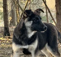 Mia ACHC Registered, a female German Shepherd Dog and Siberian Husky for sale in St. Louis, MO – Photo 7 of 10