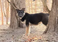 Mia ACHC Registered, a female German Shepherd Dog and Siberian Husky for sale in St. Louis, MO – Photo 2 of 10