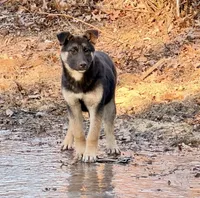 Mia ACHC Registered, a female German Shepherd Dog and Siberian Husky for sale in St. Louis, MO – Photo 1 of 10