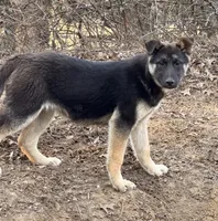 Mia ACHC Registered, a female German Shepherd Dog and Siberian Husky for sale in St. Louis, MO – Photo 3 of 10