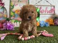 Cooper Registered F1b, a male Cavapoo and Poodle - Toy  for sale in St. Louis, MO – 8 of 9