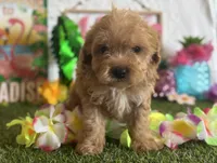 Milo Registered F1b, a male Cavapoo and Poodle - Toy  for sale in St. Louis, MO – 4 of 9