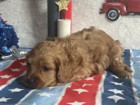 Ollie ACHC Registered, a male Cavapoo for sale in St. Louis, MO – 7 of 10