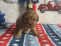 Cooper ACHC Registered, a male Cavapoo for sale in St. Louis, MO – 9 of 10