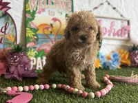 Lemonade Registered F1b, a female Cavapoo and Poodle - Toy  for sale in St. Louis, MO – 5 of 9