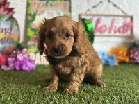 Ollie Registered F1b, a male Cavapoo and Poodle - Toy  for sale in St. Louis, MO – 6 of 9