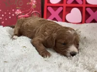 Angel ACHC Registered, a female Cavapoo for sale in St. Louis, MO – Photo 10 of 10