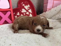 Angel ACHC Registered, a female Cavapoo for sale in St. Louis, MO – Photo 2 of 10