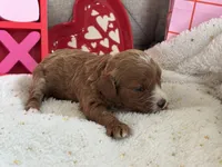 Angel ACHC Registered, a female Cavapoo for sale in St. Louis, MO – Photo 7 of 10