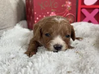 Angel ACHC Registered, a female Cavapoo for sale in St. Louis, MO – Photo 3 of 10