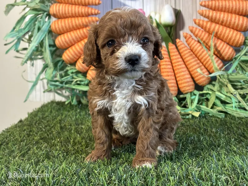 Angel ACHC Registered