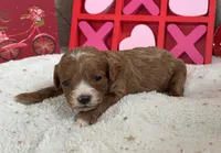 Angel ACHC Registered, a female Cavapoo for sale in St. Louis, MO – Photo 1 of 10
