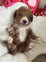 Angel ACHC Registered, a female Cavapoo for sale in St. Louis, MO – Photo 6 of 10