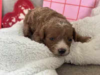 Angel ACHC Registered, a female Cavapoo for sale in St. Louis, MO – Photo 4 of 10
