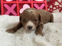 Angel ACHC Registered, a female Cavapoo for sale in St. Louis, MO – Photo 5 of 10