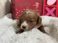 Angel ACHC Registered, a female Cavapoo for sale in St. Louis, MO – Photo 9 of 10