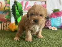 Milo Registered F1b, a male Cavapoo and Poodle - Toy  for sale in St. Louis, MO – 9 of 9
