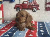 Ollie ACHC Registered, a male Cavapoo for sale in St. Louis, MO – 9 of 10