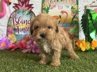 Milo Registered F1b, a male Cavapoo and Poodle - Toy  for sale in St. Louis, MO – 7 of 9