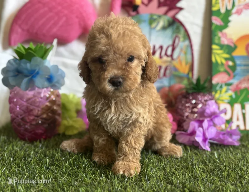 Lemonade Registered F1b – Cavapoo, Poodle - Toy  puppy for sale in St. Louis, MO