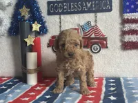 Lemonade ACHC Registered, a female Cavapoo for sale in St. Louis, MO – 4 of 10