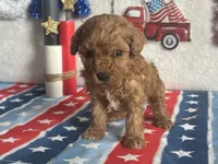 Cooper ACHC Registered, a male Cavapoo for sale in St. Louis, MO – 4 of 10