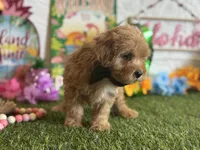 Milo Registered F1b, a male Cavapoo and Poodle - Toy  for sale in St. Louis, MO – 6 of 9