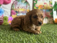Ollie ACHC Registered , a male Cavapoo for sale in St. Louis, MO – 6 of 8