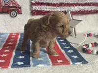 Milo ACHC Registered, a male Cavapoo for sale in St. Louis, MO – 6 of 10