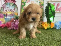 Milo Registered F1b, a male Cavapoo and Poodle - Toy  for sale in St. Louis, MO – 8 of 9