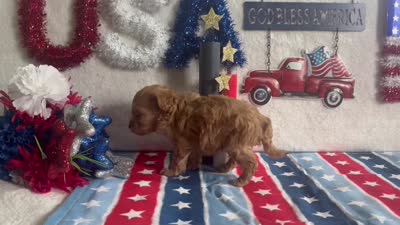 Milo ACHC Registered, a male Cavapoo for sale in St. Louis, MO – 10 of 10