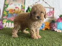 Lemonade Registered F1b, a female Cavapoo and Poodle - Toy  for sale in St. Louis, MO – 6 of 9