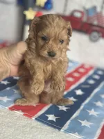 Milo ACHC Registered, a male Cavapoo for sale in St. Louis, MO – 2 of 10
