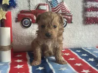 Milo ACHC Registered, a male Cavapoo for sale in St. Louis, MO – 1 of 10