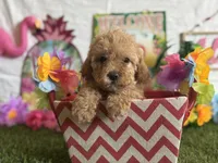 Lemonade Registered F1b, a female Cavapoo and Poodle - Toy  for sale in St. Louis, MO – 3 of 9