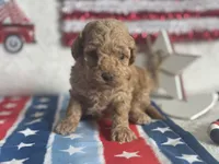 Lemonade ACHC Registered, a female Cavapoo for sale in St. Louis, MO – 3 of 10