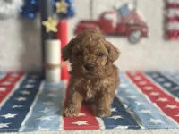 Cooper ACHC Registered, a male Cavapoo for sale in St. Louis, MO – 8 of 10