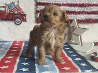 Milo ACHC Registered, a male Cavapoo for sale in St. Louis, MO – 4 of 10