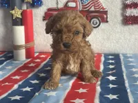 Cooper ACHC Registered, a male Cavapoo for sale in St. Louis, MO – 2 of 10