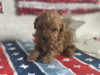 Cooper ACHC Registered, a male Cavapoo for sale in St. Louis, MO – 3 of 10