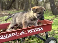 Ivy  ACHC Registered, a female German Shepherd Dog and Siberian Husky for sale in St. Louis, MO – Photo 4 of 10