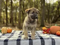 Ivy  ACHC Registered, a female German Shepherd Dog and Siberian Husky for sale in St. Louis, MO – Photo 8 of 10