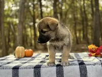 Ivy  ACHC Registered, a female German Shepherd Dog and Siberian Husky for sale in St. Louis, MO – Photo 6 of 10