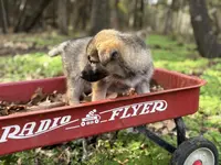Ivy  ACHC Registered, a female German Shepherd Dog and Siberian Husky for sale in St. Louis, MO – Photo 5 of 10