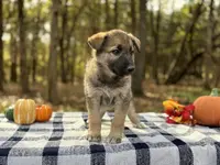 Ivy  ACHC Registered, a female German Shepherd Dog and Siberian Husky for sale in St. Louis, MO – Photo 2 of 10