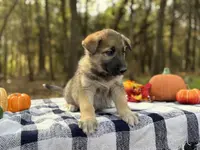 Ivy  ACHC Registered, a female German Shepherd Dog and Siberian Husky for sale in St. Louis, MO – Photo 7 of 10